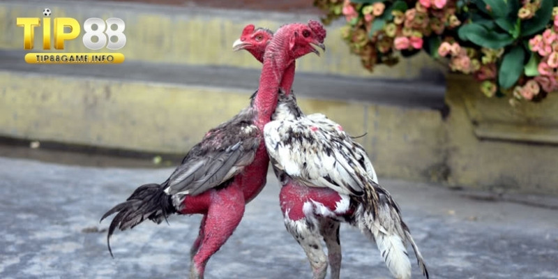 Đôi nét về gà chọi c1