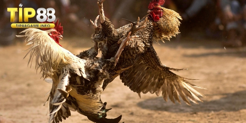 Nguồn gốc của trò đá gà