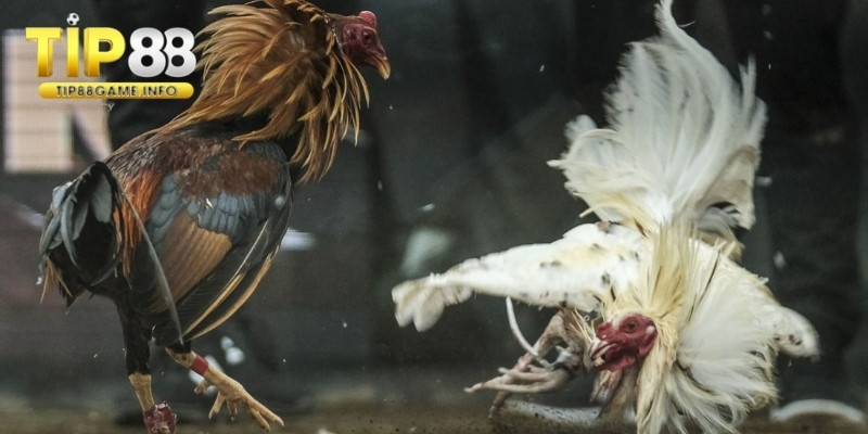 Những điểm cộng tạo nên sức hút cho chọi kê 