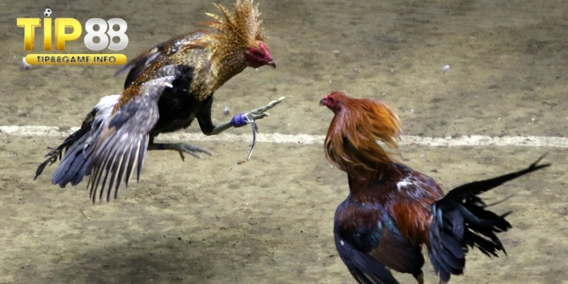 Phân tích lịch sử thi đấu của gà chiến