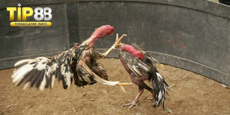 Tình hình trận đấu luôn biến đổi tạo sự hấp dẫn 